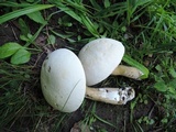 Tylopilus intermedius image