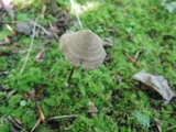 Entoloma conicum image