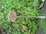 Entoloma conicum image