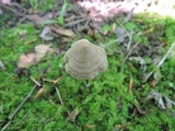Entoloma conicum image