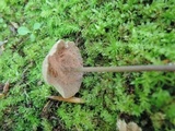 Entoloma conicum image