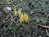Clavulinopsis laeticolor image