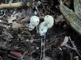 Boletus pallidus image