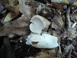 Boletus pallidus image
