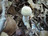 Boletus pallidus image