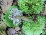 Gliophorus irrigatus image