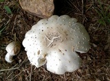 Amanita canescens image