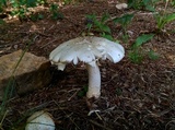 Amanita canescens image
