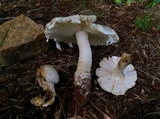 Amanita canescens image