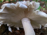 Amanita canescens image