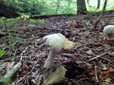 Hypomyces hyalinus image