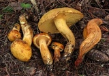 Suillus subaureus image