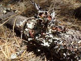 Esslingeriana idahoensis image