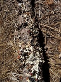 Esslingeriana idahoensis image