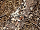 Esslingeriana idahoensis image