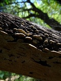 Steccherinum ochraceum image