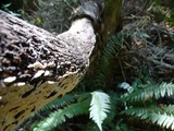Steccherinum ochraceum image