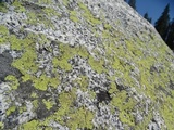 Rhizocarpon geographicum image