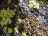 Lecidea atrobrunnea image