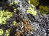 Lecidea atrobrunnea image