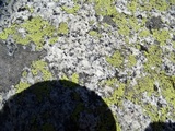 Rhizocarpon geographicum image