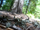 Platismatia glauca image