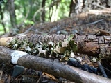 Platismatia glauca image
