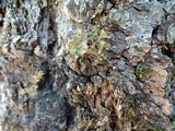 Platismatia glauca image