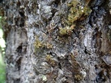 Platismatia glauca image