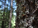 Platismatia glauca image