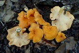 Cantharellus flavolateritius image