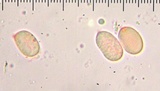 Cantharellus flavolateritius image