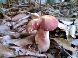 Xanthoconium purpureum image