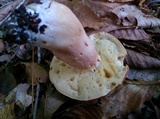Xanthoconium purpureum image