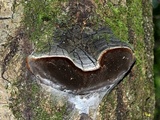 Phellinus tremulae image