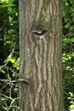 Phellinus tremulae image