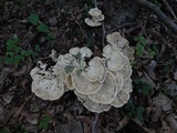 Meripilus sumstinei image