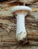Pleurotus dryinus image