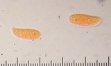 Pleurotus dryinus image