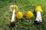 Amanita flavorubens image