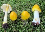Amanita flavorubens image