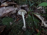 Amanita solaniolens image