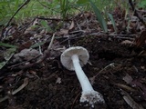 Amanita onusta image