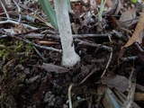 Amanita onusta image