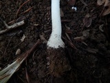 Amanita onusta image