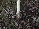 Amanita sect. Vaginatae image