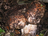 Tricholoma dryophilum image