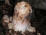 Tricholoma dryophilum image