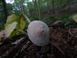 Amanita pseudovolvata image