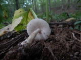 Amanita pseudovolvata image